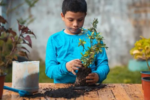 Boy with light blue sweater preparing the plant to sow it in his pot Stock Photos