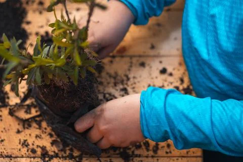 Boy with light blue sweater preparing the plant to sow it in his pot Stock Photos