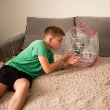 Boy looking at a bird in a cage on a couch. Stock Photos