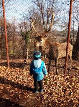 A boy is looking at a deer Photos