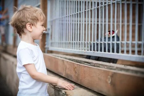 Boy looking at pheasant in a zoo Stock Photos