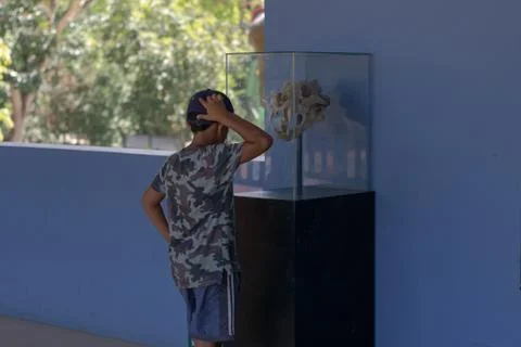 Boy looking at skeleton in museum Stock Photos