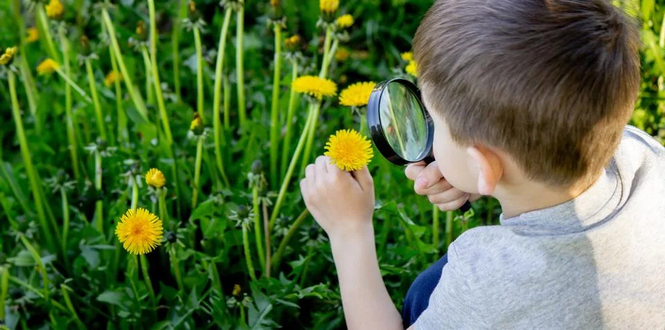 The boy looks at the flower through a magnifying glass. Stock Photos