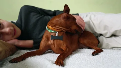 The boy is lying on the bed and stroking his dog. Stock Footage 147164509