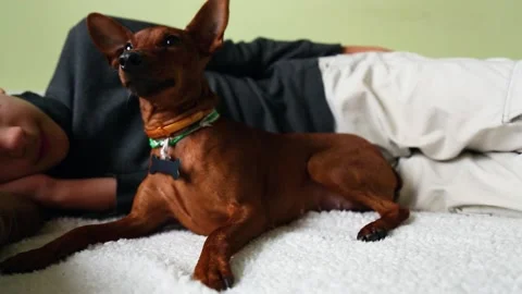 The boy is lying on the bed and stroking the dog. a person and a pet are friends Video stock 147287066
