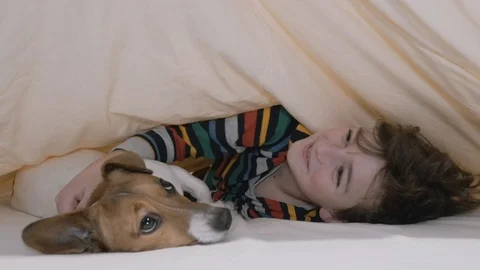Boy lying in bed under a yellow blanket with his dog plays in a game of hide Stock Footage 105268688