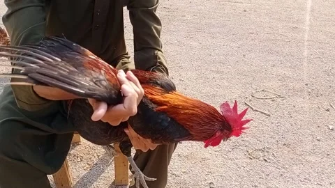 A boy is massaging a rooster Stock Footage 144986704