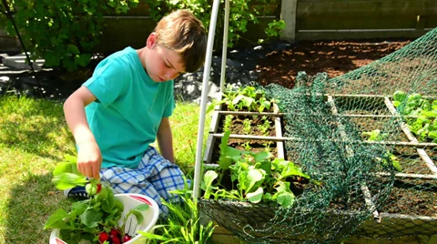 Boy next to square foot garden, harvesting radishes Stock Footage 38753689