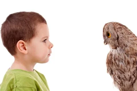 Boy observing owl Stock Photos