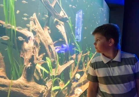 The boy in  Oceanarium considers fish Stock Photos