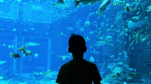The boy in oceanarium Video stock 205323229
