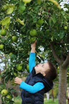 Boy in an orchard. Stock Photos