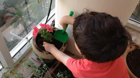 Boy panting plant on a balcony Stock Footage 37608099