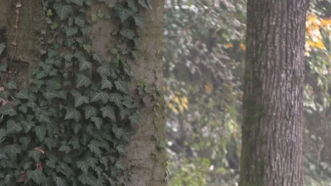 Boy Pants Next to a Tree Video stock 87203153