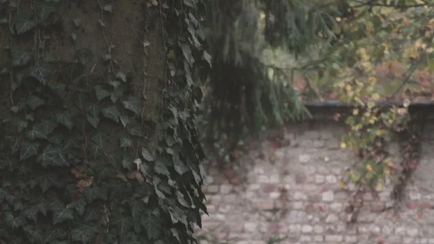 Boy Peering over a Tree Stock Footage 87203454