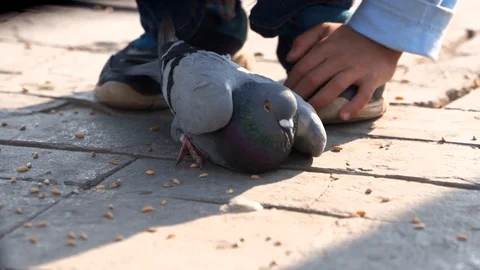 Boy pets a pigeon Stock Footage 104090780