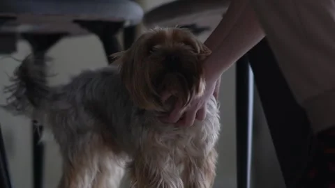 Boy petting his dog Stock Footage 297410604