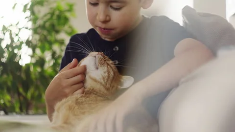A boy petting an orange cat on a couch, showing close bond in cozy home Stock Footage 276906074