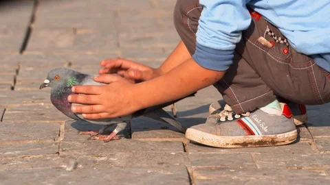 Boy petting a pigeon Stock Footage 104090781