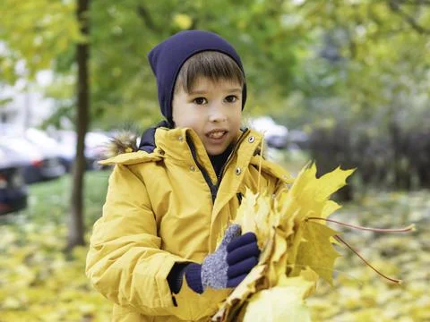 Boy pick up yellow maple fallen leaves. Outdoor leisure activity for children Stock Photos