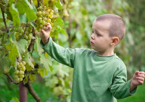 Boy picked grapes Stock Photos
