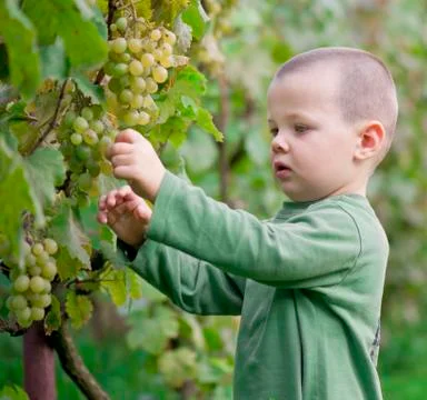 Boy picked grapes Stock Photos