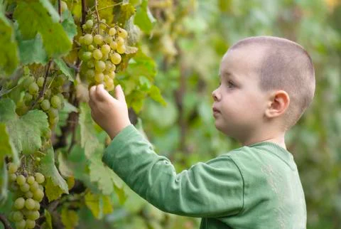 Boy picked grapes Stock Photos
