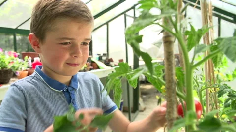 Boy Picking And Eating Home Grown Tomatoes In Greenhouse Stock Footage 40428916