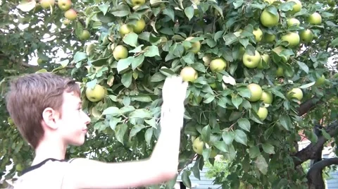 Boy Picking Apple from Tree Video stock 65745029