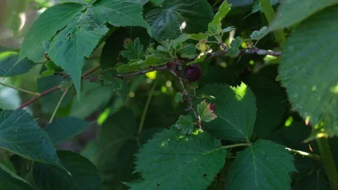 The boy is picking berries in a garden in the summer Stock Footage 252832933