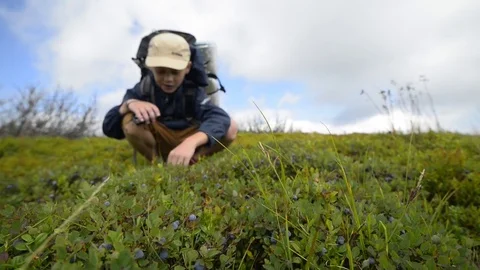 Boy picking blueberry Stock Footage 82035108