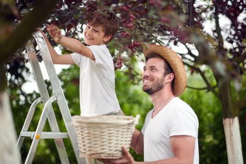 A boy picking cherries with his father Stock Photos
