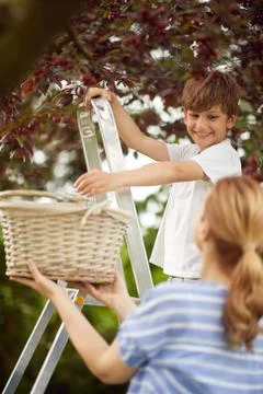 A boy picking cherries Stock Photos