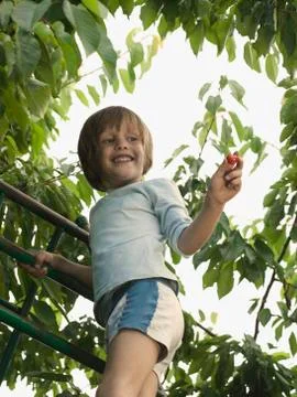 A boy picking cherries from a tree Stock Photos