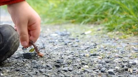 Boy picking up earthworm with bare hands Stock Footage 75859351