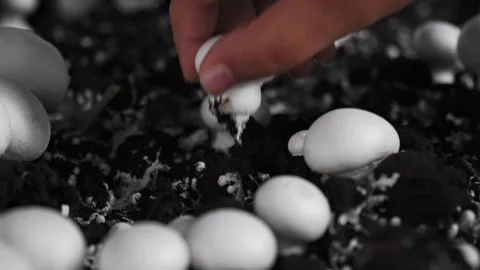 Boy picking mushroom from mycelium compost on a temperature controlled dark cult Vídeos de archivo 346082114