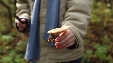 Boy picking mushrooms in the forest Видео 68376880