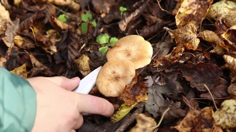 Boy picking mushrooms in the forest Stock Footage 68376941
