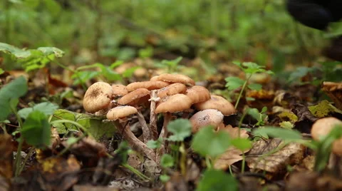 Boy picking mushrooms in the forest Stock Footage 68377465