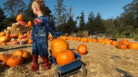 Boy picking up pumpkin Stock Footage 118876494