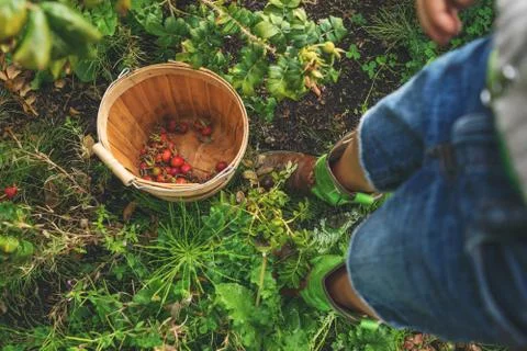 Boy picking rosehips Stock Photos