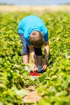 Boy picking strawberries Stock Photos