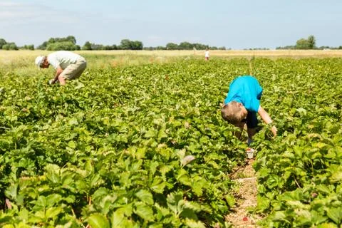 Boy picking strawberries Stock Photos