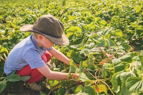 Boy picking strawberries Stock Photos