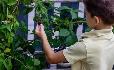 A boy picks and eats blackberries. Selective focus Stock Photos