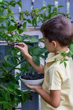 A boy picks and eats blackberries. Selective focus Stock Photos