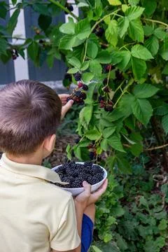 A boy picks and eats blackberries. Selective focus Stock Photos