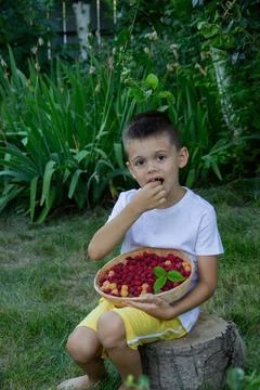 Boy picks and eats raspberries. Selective focus Stock Photos
