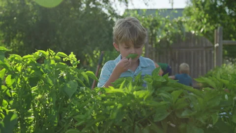 Boy picks basil leaf from garden plant, smells its aroma, places in basket 스톡 동영상 248164613