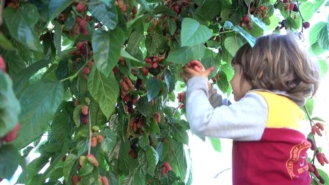 Boy picks a black mulberry from the tree and eats, Crystal child Stock Footage 75298396